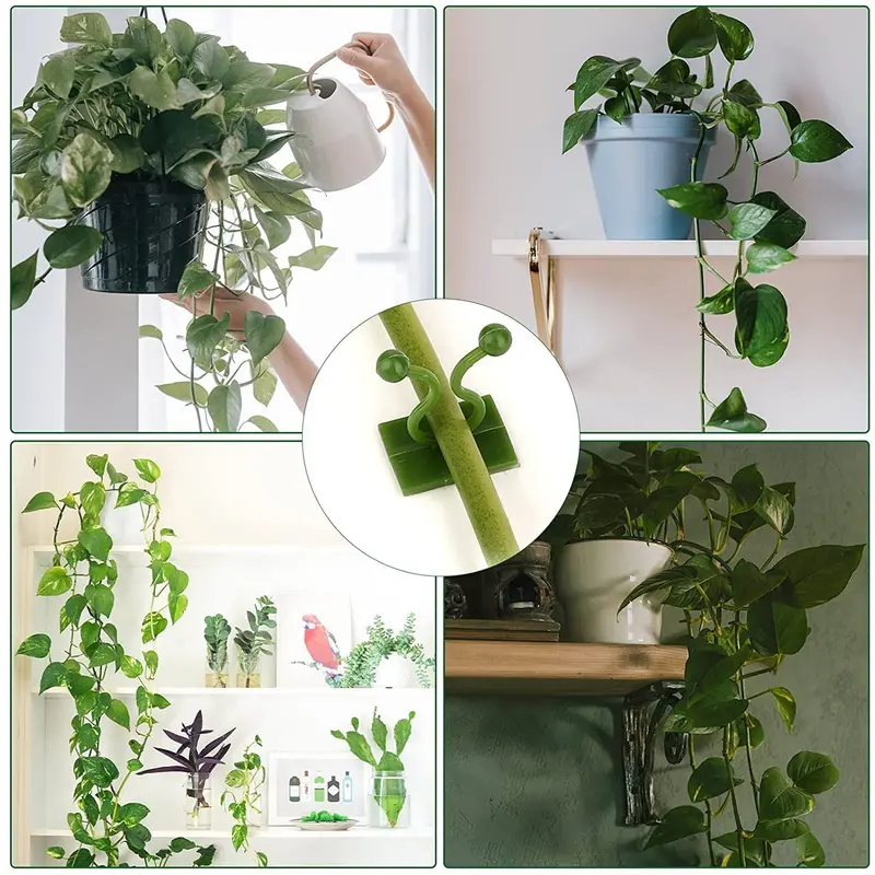 10-Pack Plant Support Clips For Money Plants & Climbing Vines 1